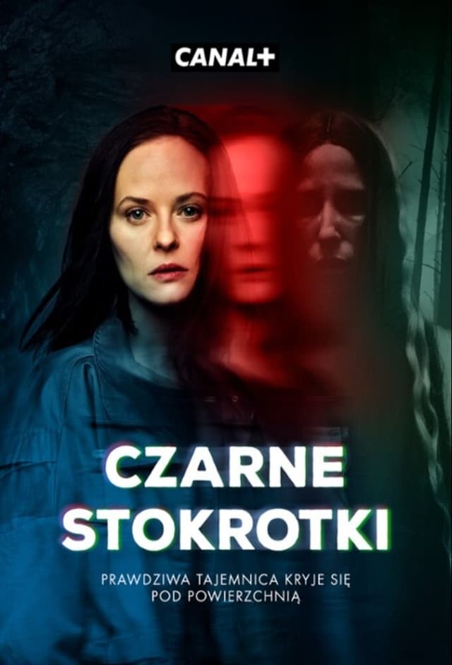 Czarne stokrotki